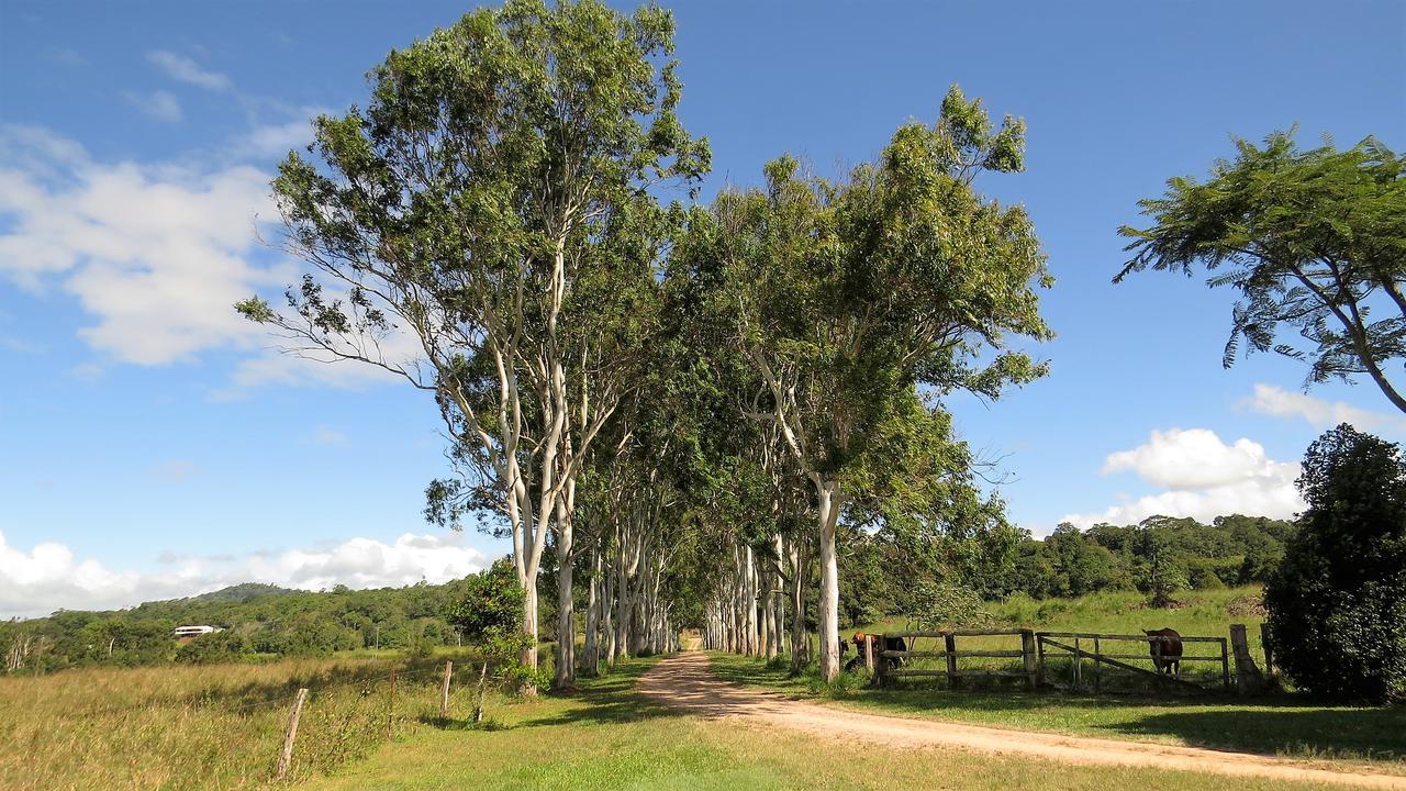 Gumtree On Gillies Bed And Breakfast Yungaburra Exterior photo